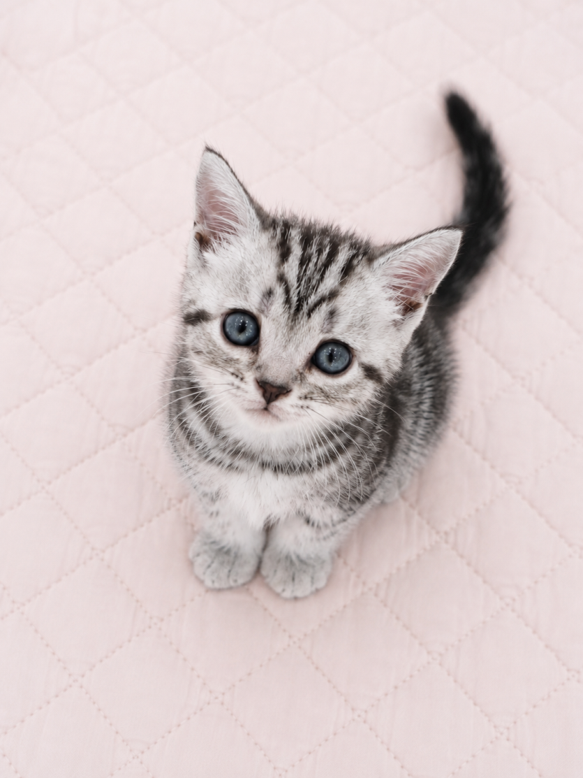 d3d823c10c72272be8f311ac3ce2b6bc_1785824980_9389.png
